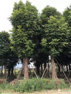 人面子報價-苗木花木價格查詢