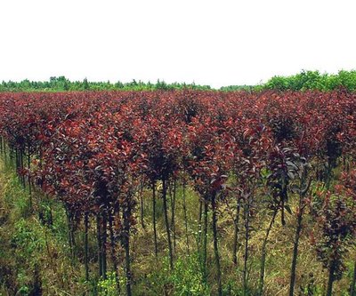 「圖」紅葉李 綠化苗木 灌木 紅紫色的葉子 2年苗 風(fēng)景樹 批發(fā)苗木7