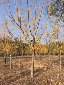 故城國槐小苗哪里強(qiáng) 玉業(yè)苗木