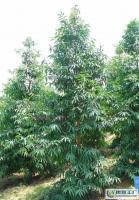 大量0優質常綠苗木喬木竹柏_農副產品_世界工廠網中國產品信息庫