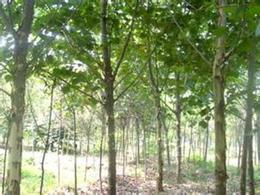 苗木法桐供應信息 苗木法桐批發(fā) 苗木法桐價格 找苗木法桐產(chǎn)品上