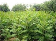 供應博野華林苗木苗圃|博野苗圃報價_安全防護_世界工廠網(wǎng)中國產(chǎn)品信息庫