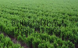 供應沭陽龍柏價格江蘇龍柏價格龍柏報價_農(nóng)副產(chǎn)品_世界工廠網(wǎng)中國產(chǎn)品信息庫