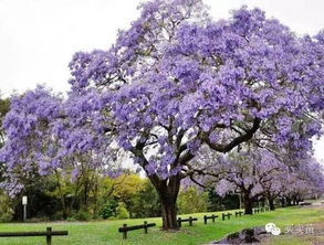 普通苗圃種植戶如何借助互聯(lián)網(wǎng),降低成本,讓利潤增值