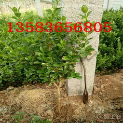 青州市浩嘉花卉苗木園藝場 熱賣促銷 阿土伯網