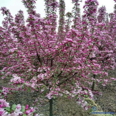 【促銷 海棠苗一律保質(zhì)量西府海棠廠家價(jià)格】泰安高新區(qū)旺運(yùn)苗木中心 - 產(chǎn)品庫(kù)