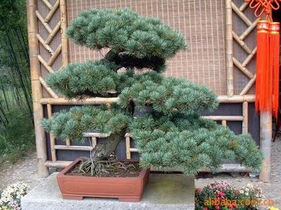 【綠化設(shè)計(jì)圖中的喬木與灌木之分】?jī)r(jià)格、產(chǎn)品供應(yīng),綠化設(shè)計(jì)圖中的喬木與灌木之分廠家批發(fā)-1024商務(wù)網(wǎng)