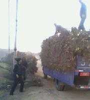 供應陜北清澗紅棗苗木價格_供應陜北清澗紅棗苗木廠家_世界工廠網產品信息庫