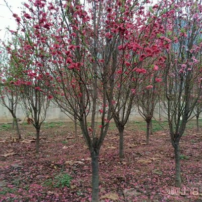 【誠信經營海棠苗廠家木瓜海棠的價格】泰安高新區旺運苗木中心 - 產品庫