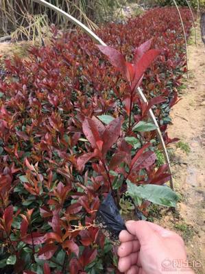 【綠化灌木紅葉石楠袋苗銷售、質優價廉】綠化苗木,價格,廠家,供應商,花木,龍海市東泗興輝園藝場 - 產品庫