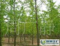 最低價銷售銀杏樹、嫁接銀杏樹、實生銀杏樹[供應(yīng)]_綠化苗木_世界工廠網(wǎng)中國產(chǎn)品信息庫