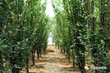 請善待你身邊的苗木供應商