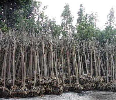 沭陽3公分紫薇苗木最新價格報價