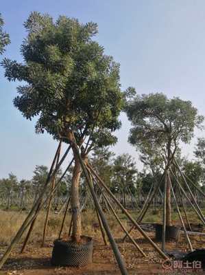 【全冠香樟袋苗供應、種植基地直銷、價格實惠】綠化苗木,價格,廠家,供應商,花木,龍海市東泗興輝園藝場 - 產品庫