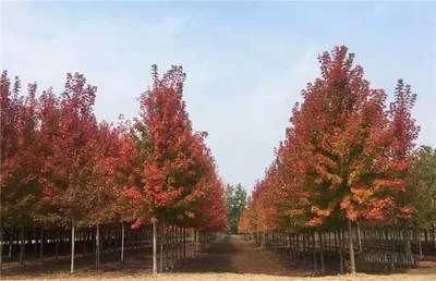 叢生紅點紅楓優(yōu)質(zhì)苗木 叢生紅點紅楓 泰安東楓園林