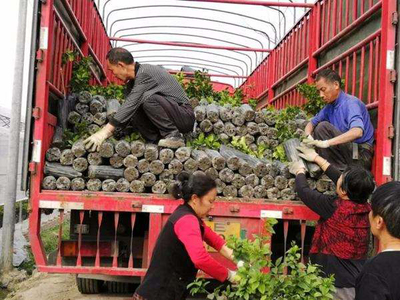 苗木反季節(jié)移栽運輸是關(guān)鍵,這3大細節(jié)要好好看看!