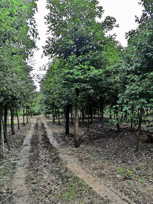 香樟大量批發(fā) 香樟工程苗價格