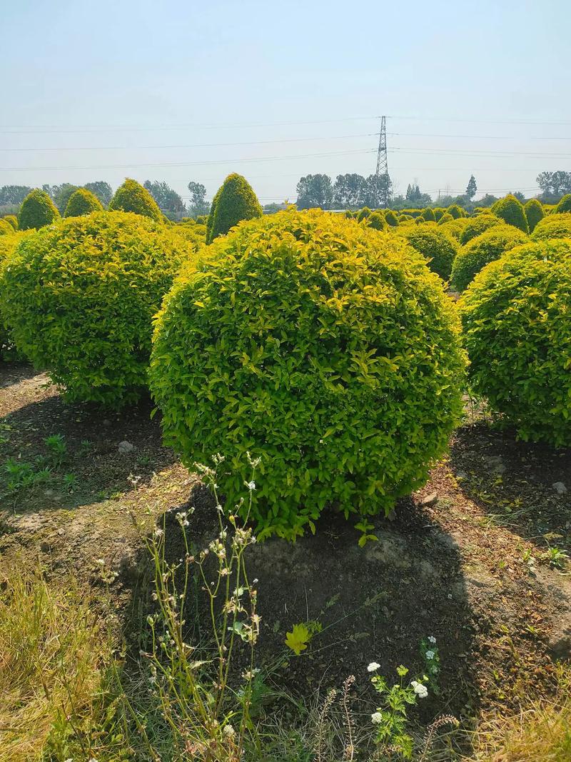 金冠女貞球,塔,柱型低價(jià)出售#現(xiàn)場實(shí)拍 #苗木種植基地 #歡