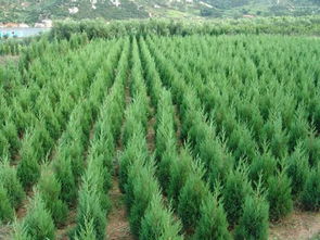 售小葉黃楊球價(jià)格.江蘇小葉黃楊球苗木批售信息.黃楊銷價(jià)格及規(guī)格型號
