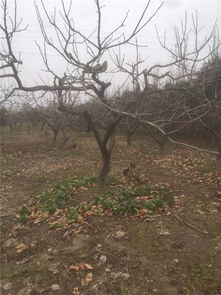 東臺陳延春 摒棄單打獨(dú)斗,要注重抱團(tuán)發(fā)展