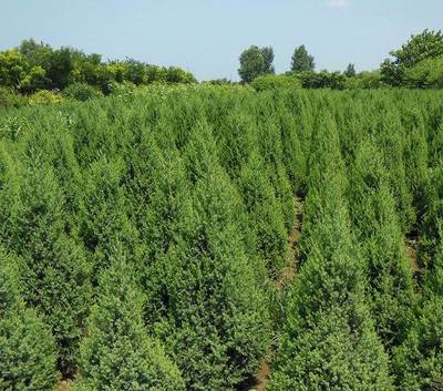 常年大量供應(yīng) 塔快 金葉榆規(guī)格齊全-玉樹苗木