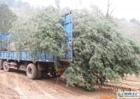 出售占地白皮松等&middot;&middot;&middot;&middot;&middot;&m[供應(yīng)]_綠化苗木_世界工廠網(wǎng)中國產(chǎn)品信息庫