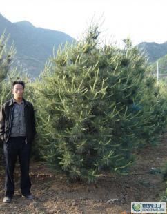 白皮松苗木價(jià)格_白皮松苗木廠家_世界工廠網(wǎng)產(chǎn)品信息庫