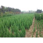 主營:樟子松、垂柳、國槐、金葉榆、新疆楊、白榆、檜柏