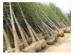 山東五角楓苗木基地供應15公分五角楓樹、名運苗木基地出售|喬灌木|綠化苗木|供應信息|597苗木網