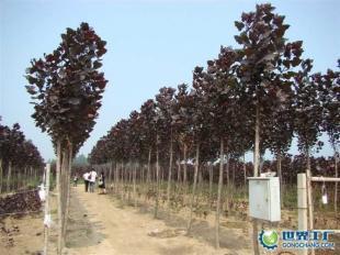 供應全紅楊、紅桂、紅葉石楠等綠化苗木_農副產品_世界工廠網中國產品信息庫