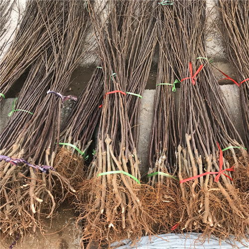 【短枝紅富士蘋果苗哪里批發、短枝紅富士蘋果苗價格】- 