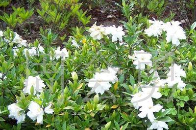 楓楊、烏桕、泡桐、紅花槐、紫穗槐苗、垂榆、棕櫚(圖)