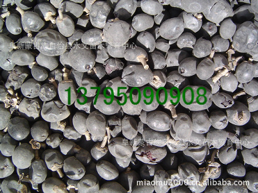 水臘種子,苗木種子、林木種子、花卉種子_農副產品_世界工廠網