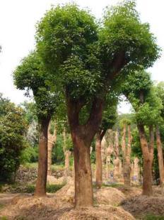 福建大小規格優質地栽、移栽香樟樹苗木銷售 13695986111 王先生_農副產品_世界工廠網中國產品信息庫