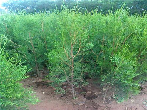 日本紅楓苗木 上海日本紅楓苗木多少錢(qián) 天闊苗木