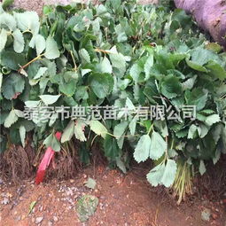 【法蘭地草莓苗多少錢(qián)一株法蘭地草莓苗品種介紹】-