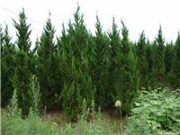 找鄢陵河南檜的苗木價格價格、圖片、詳情,上一比多_一比多產品庫