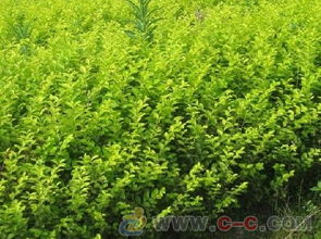 金葉女貞,金葉女貞球,金葉女貞價格,金葉女貞苗