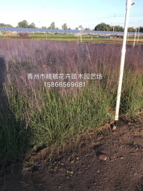 粉黛亂子草花海小苗批發指南