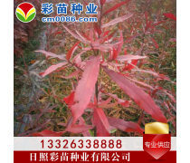 優(yōu)化苗木產(chǎn)品庫策略，提升園林綠化行業(yè)競爭力