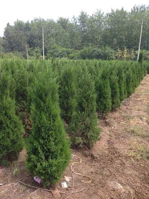 檜柏苗木批發(fā)渠道指南 專業(yè)市場與實(shí)用建議