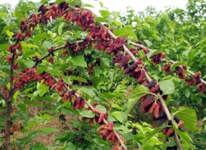 臺(tái)灣四季大果桑苗批發(fā)——聚焦廣西象州縣專業(yè)培育基地的種苗優(yōu)勢與林業(yè)種植技術(shù)